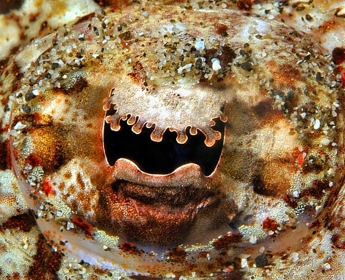 Crocodiles Eye, Cymbacephalus beauforti