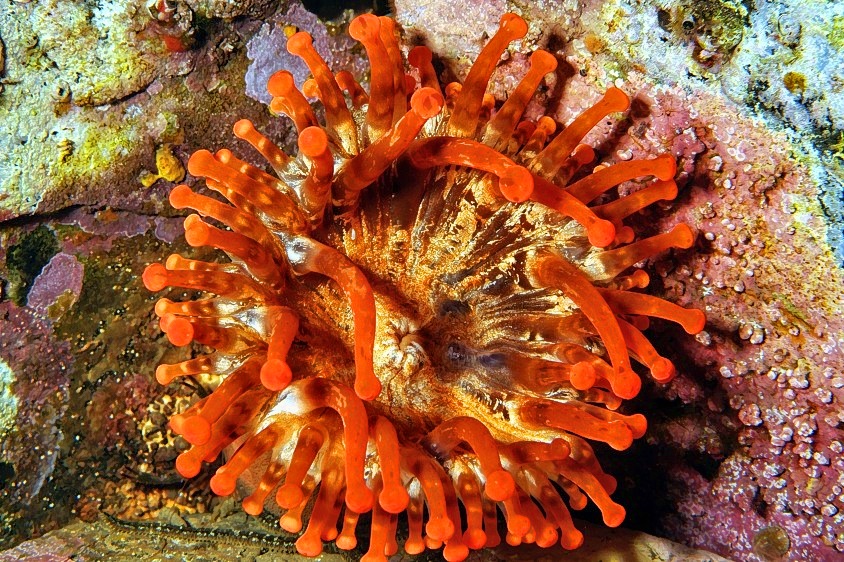 Rust Club Tipped Anemone