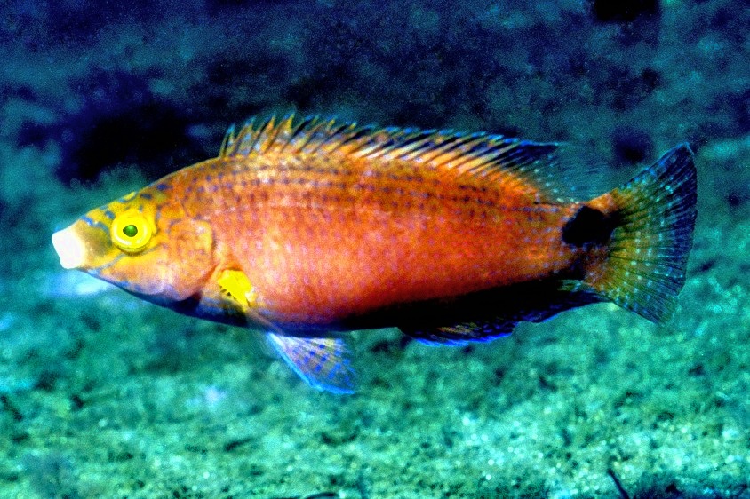 Axillary Wrasse Symphodus mediterraneus