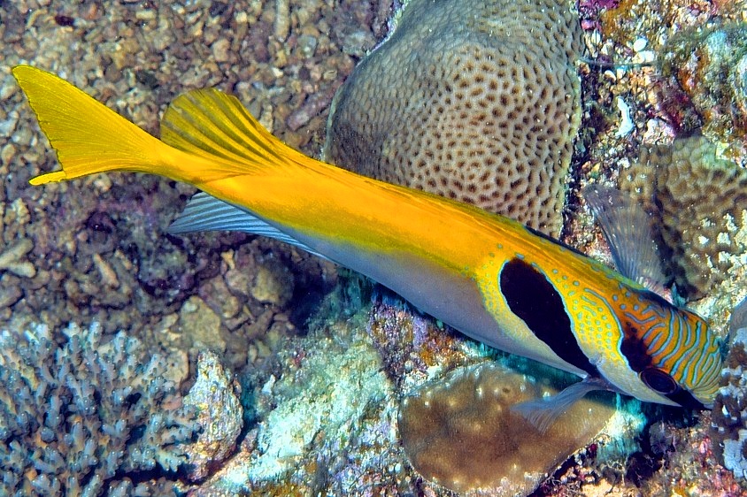 Rabittfish Eating In The Corals 