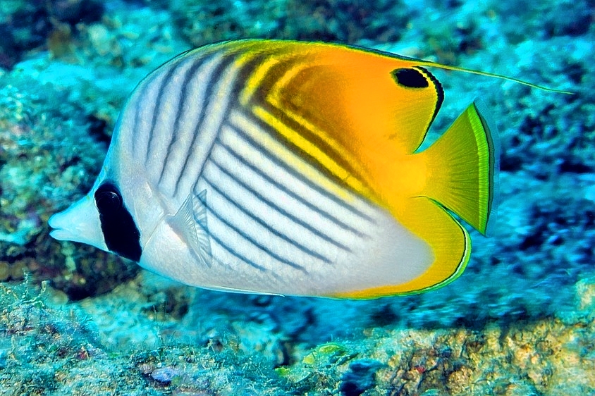Threadfin Butterflyfish - Chaetodon auriga setifer