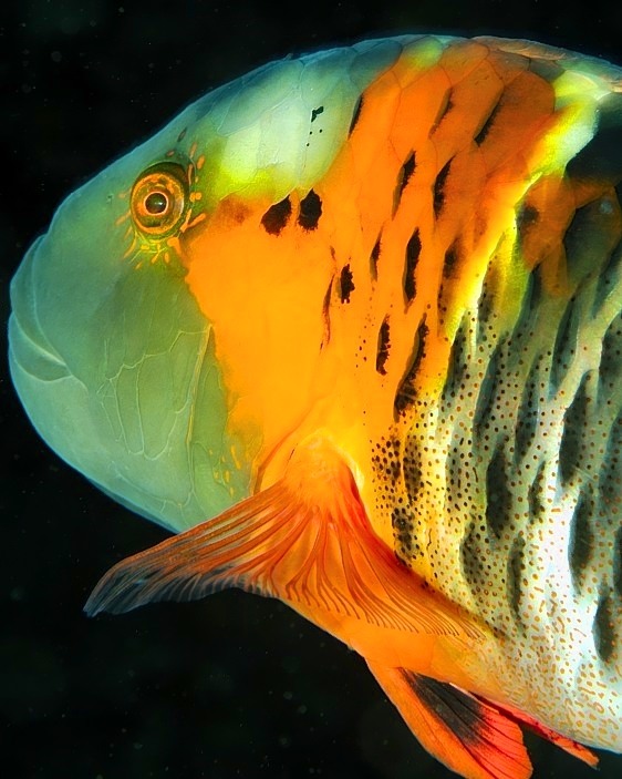 Redbreasted Wrasse Cheilinus fasciatus Portrait