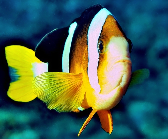 Clarks Anemonefish Portrait 