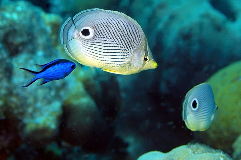 Creole Wrasseand 2 Foureye Butterflyfish