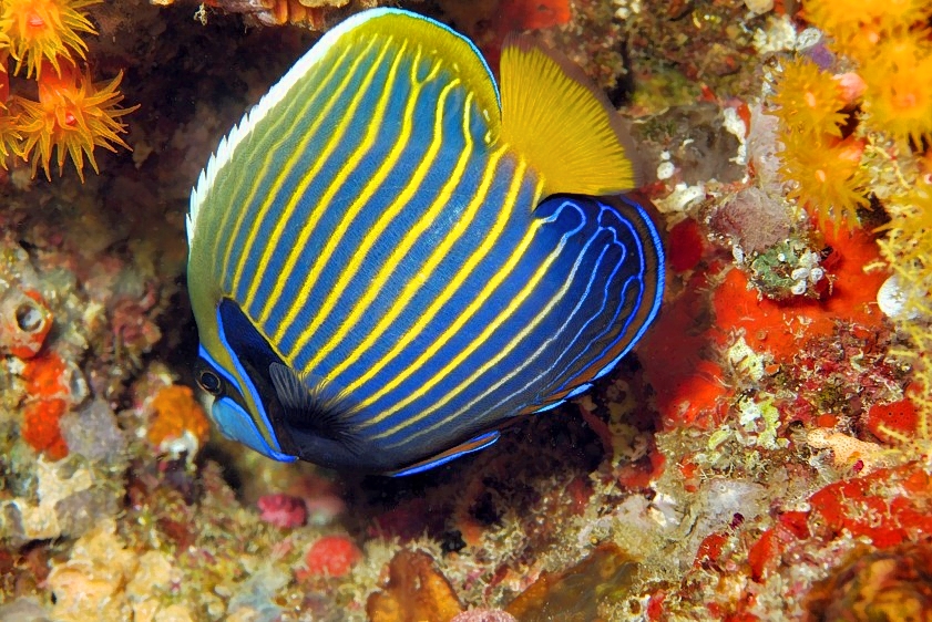 Almost Adult Emperor Angelfish