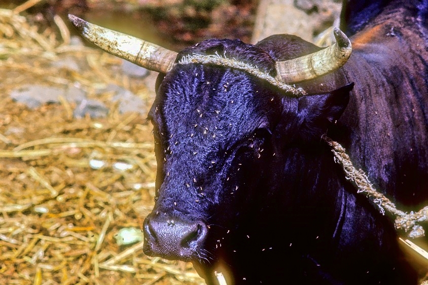 The Bull And The Flies 