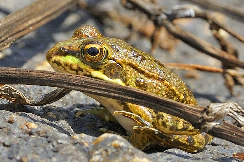 Discreet Iberian Frog