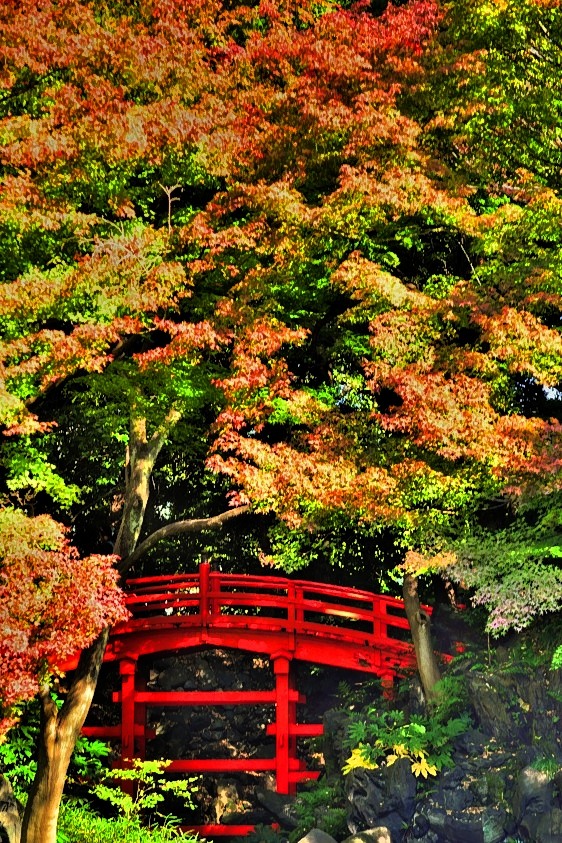 Red Bridge, Trees Changing