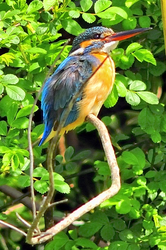 Kingfisher On The Bushes