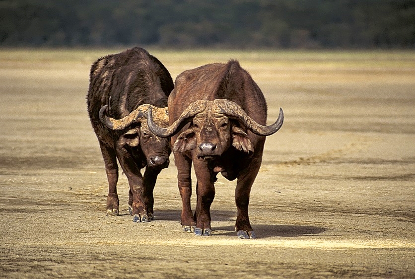 Two Buffalos