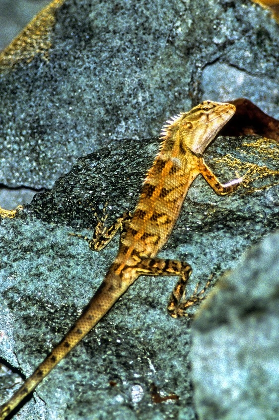 Maldivian Lizard