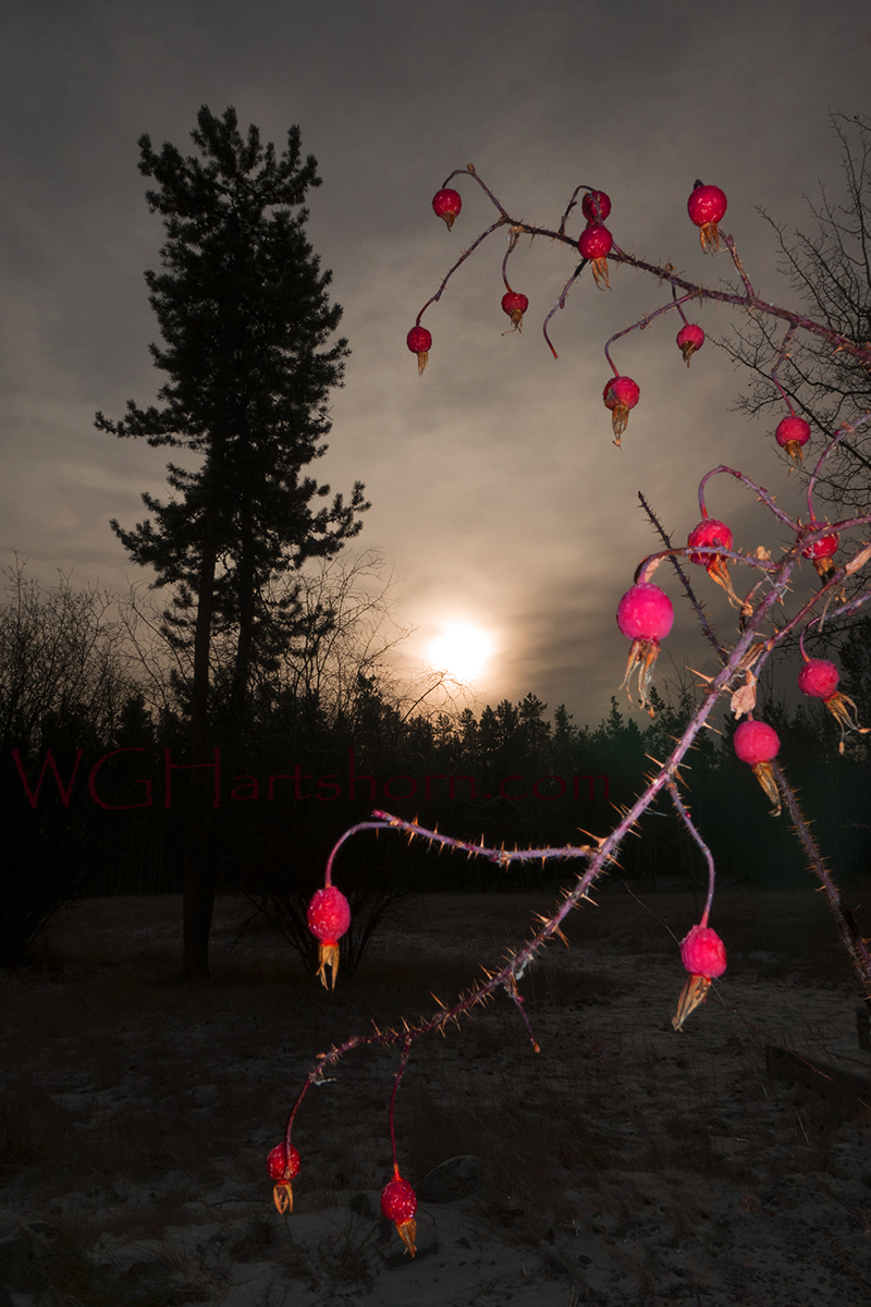 Sunrise Berries Silhouettes