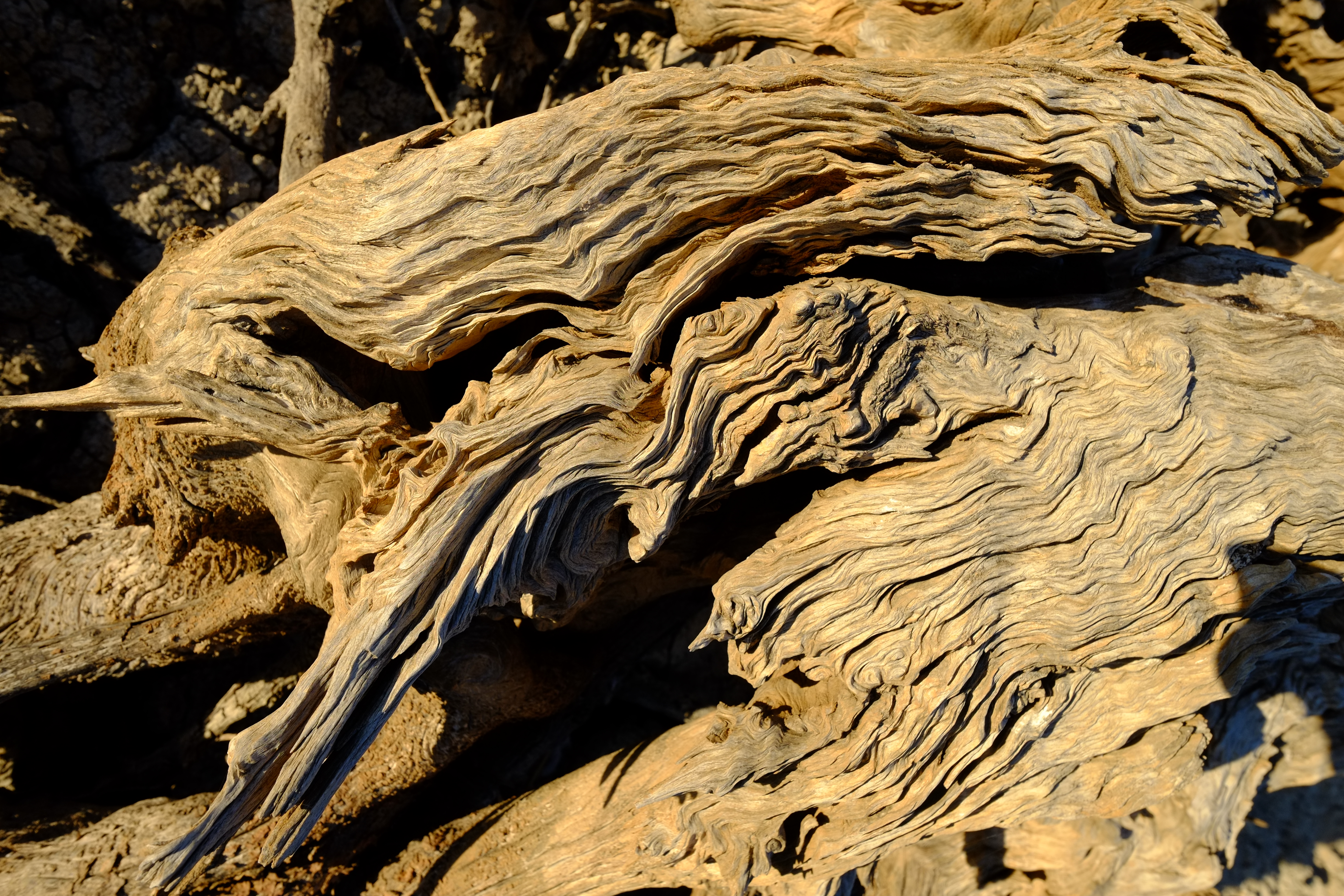 Tree trunk at Mungerannie water hole