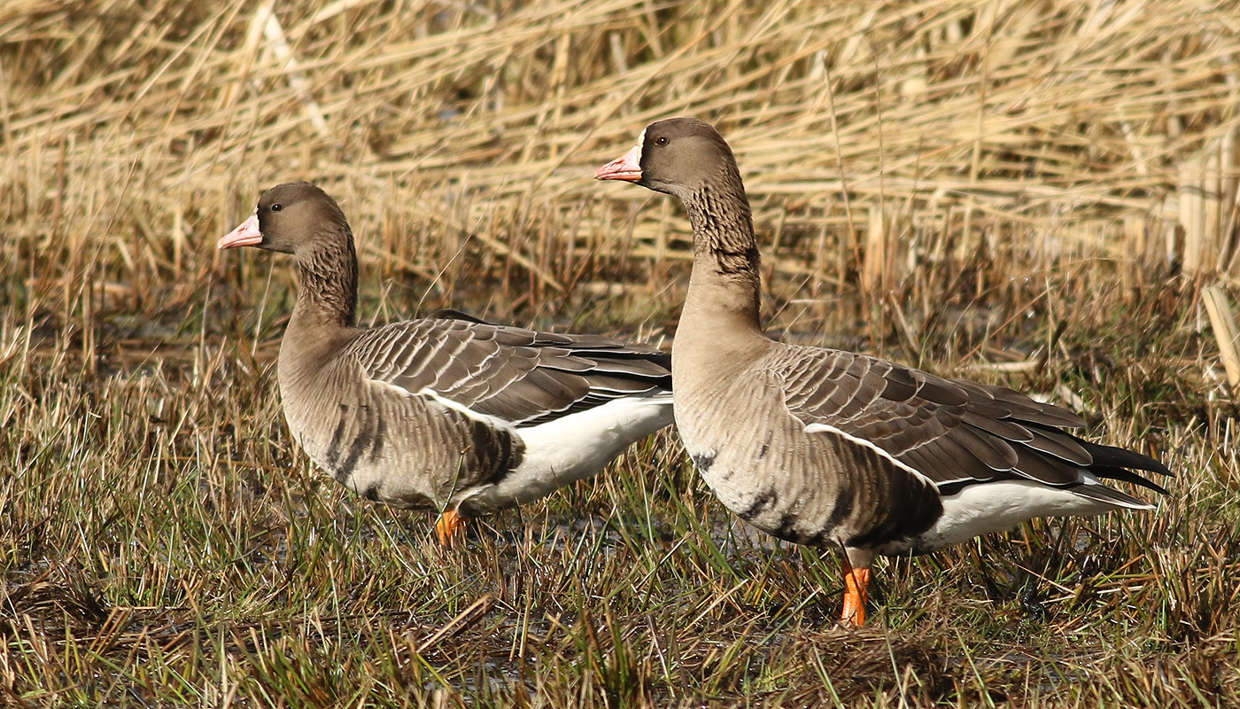 Blsgs <br> Greater White-fronted Goose <br> Anser albifrons