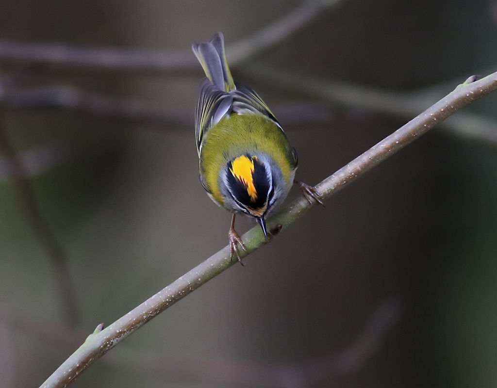 Brandkronad kungsfgel <br>  Firecrest <br> Regulus ignicapillus