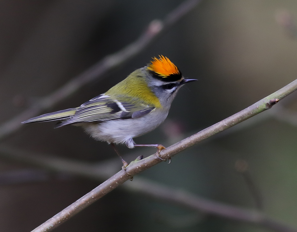 Brandkronad kungsfgel <br>  Firecrest <br> Regulus ignicapillus