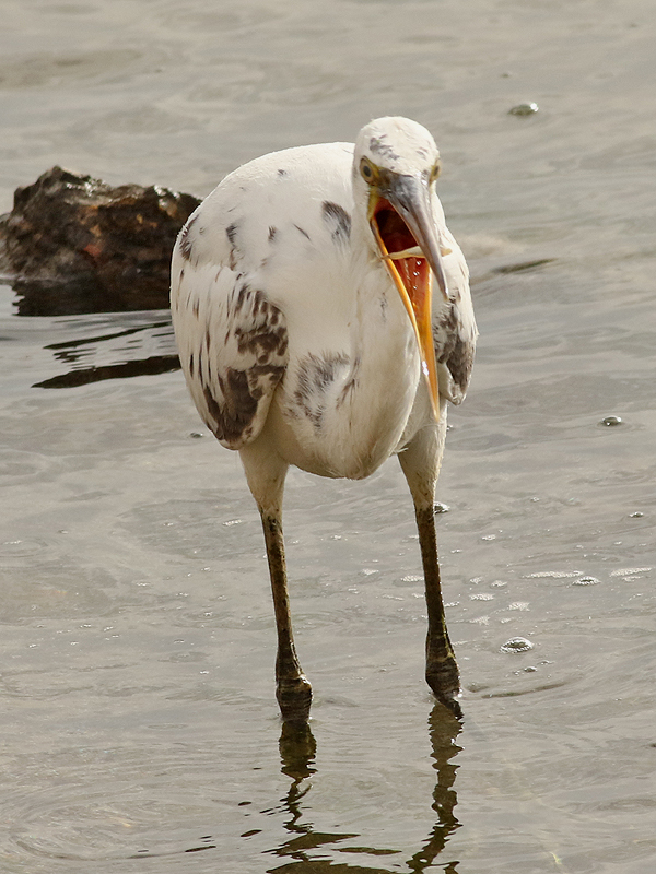 Revhger <br> Western Reef Egret <br> Egretta gularis