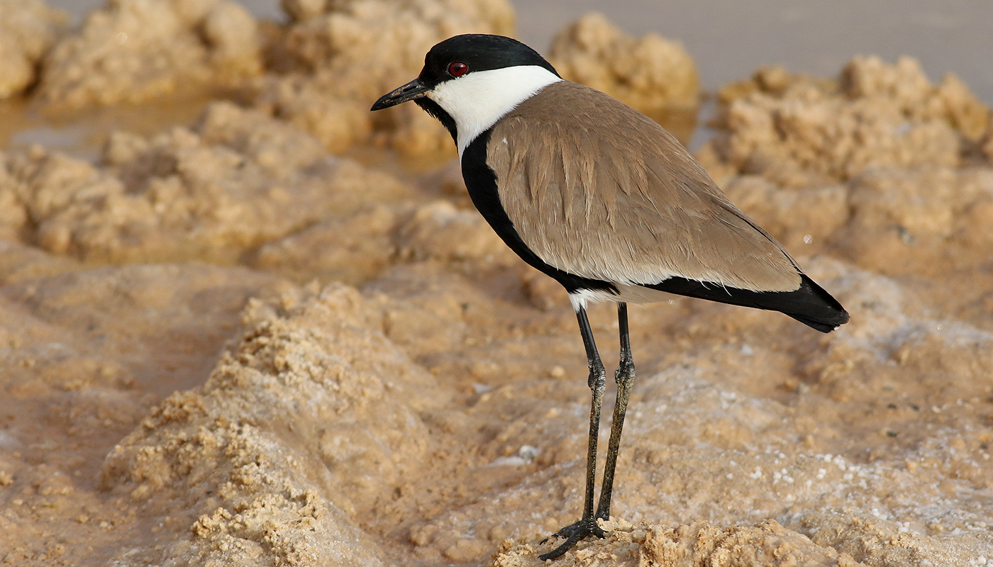 Sporrvipa <br> Spur-winged Plover <br> Vanellus spinosus