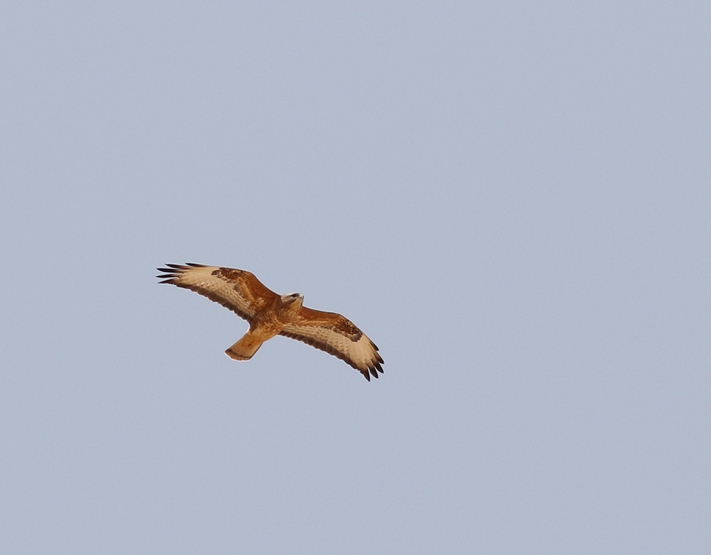 Stppvrk <br> Steppe Buzzard <br> Buteo buteo vulpinus