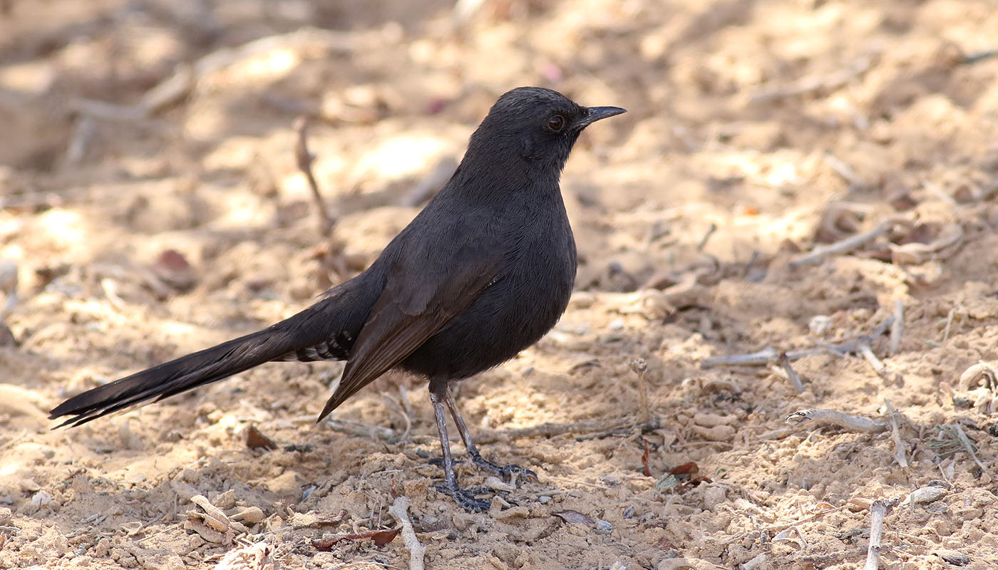 Svart trdnktergal <br> Black Bush Robin <br> Cercotrichas podobe