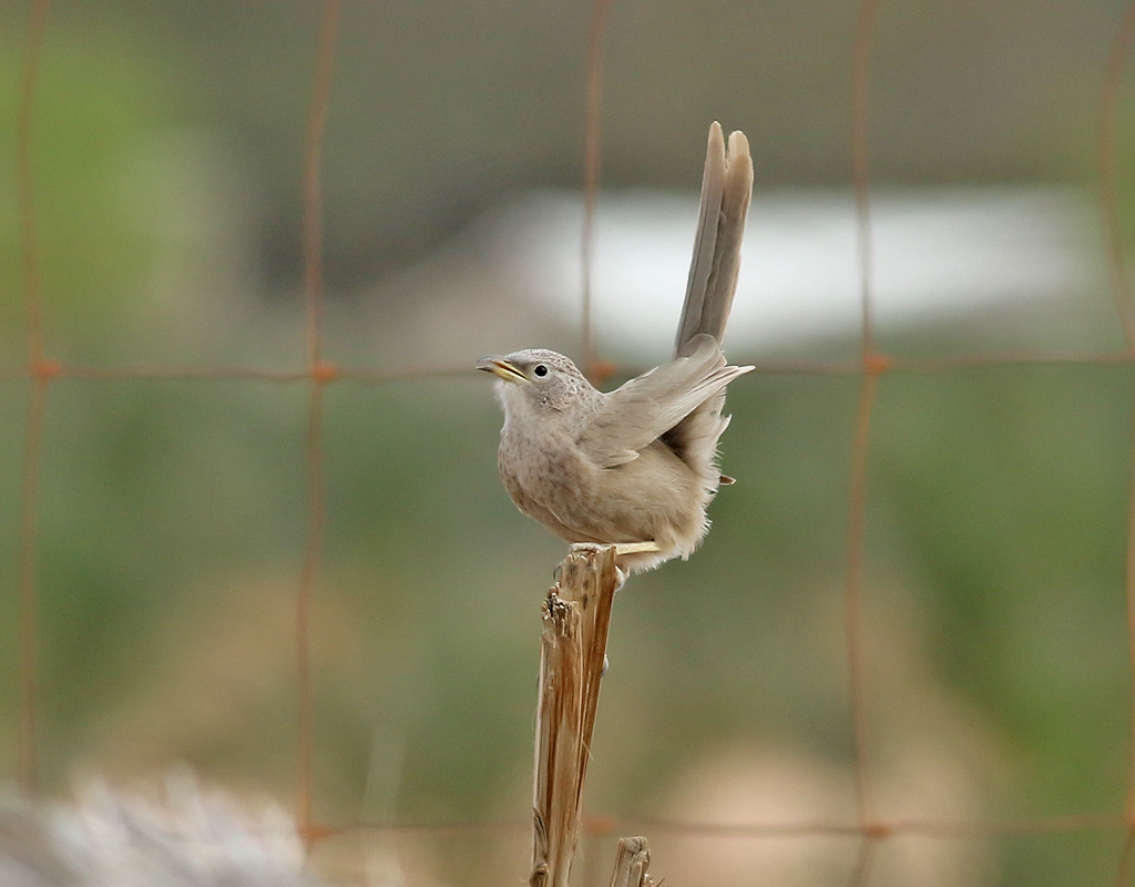 Arabskriktrast <br> Arabian Babbler <br> Turdoides squamiceps