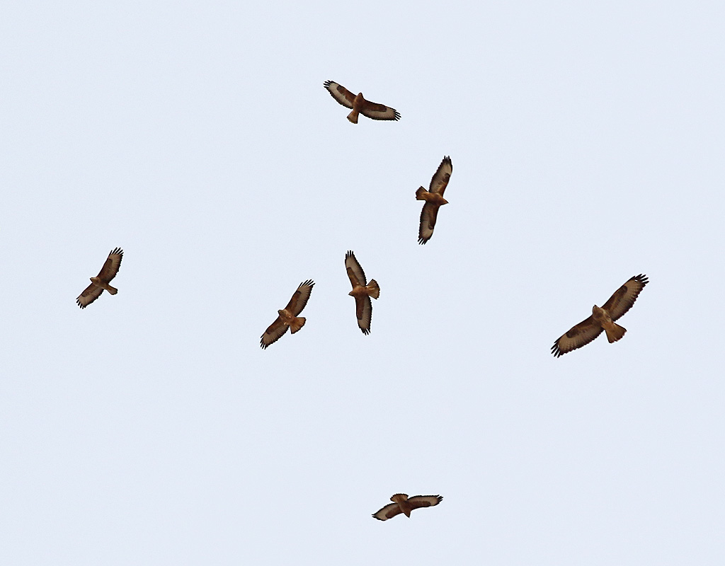 Stppvrk <br> Steppe Buzzard <br> Buteo buteo vulpinus