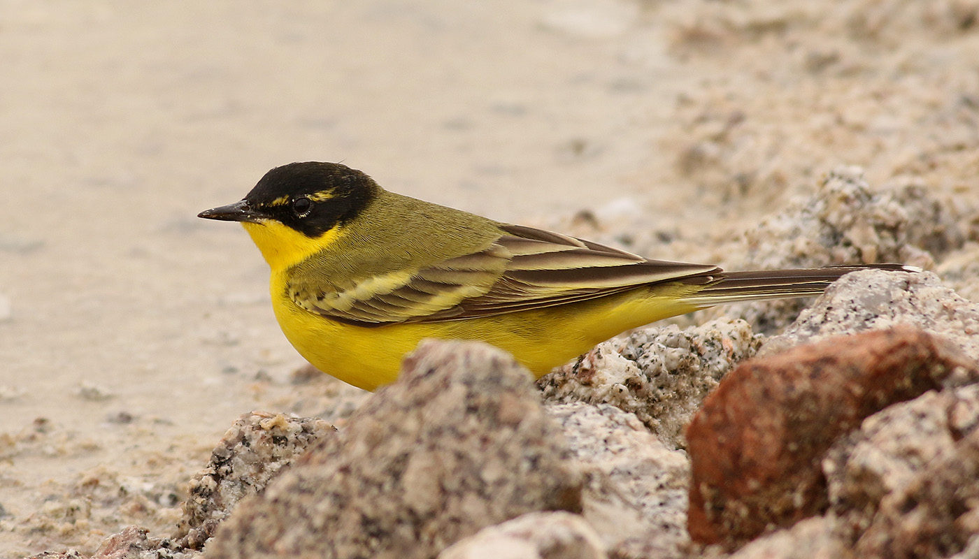 Gulrla <br> Yellow Waigtail <br> Motacilla flava (xanthophyrs)