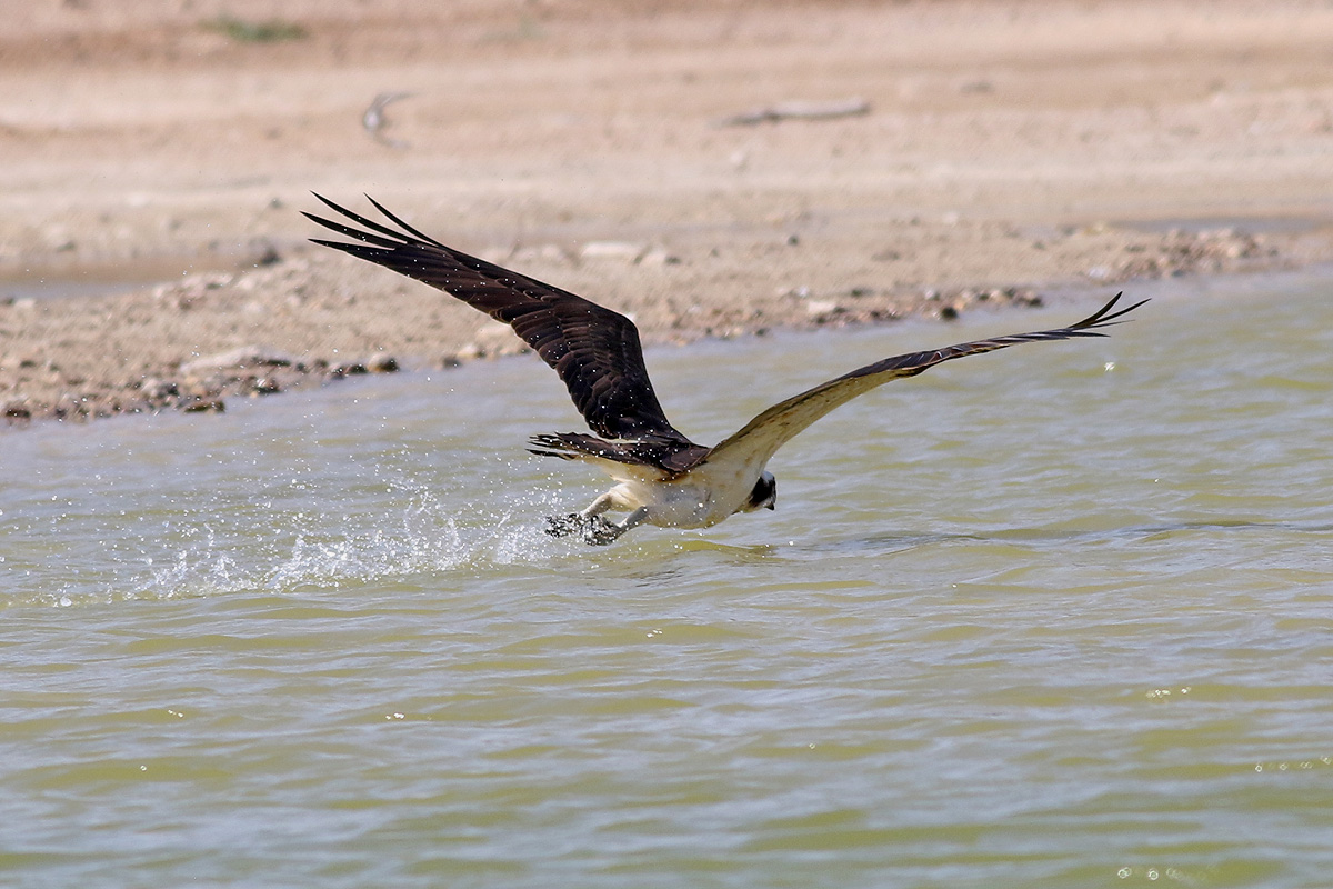 Fiskgjuse <br> Osprey<br> Pandion haliaetus