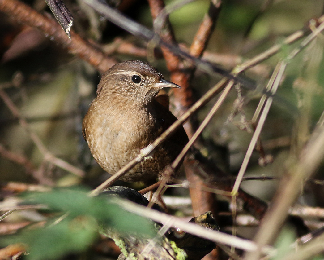 Grdsmyg<br> Wren<br> Troglodytes troglodytes