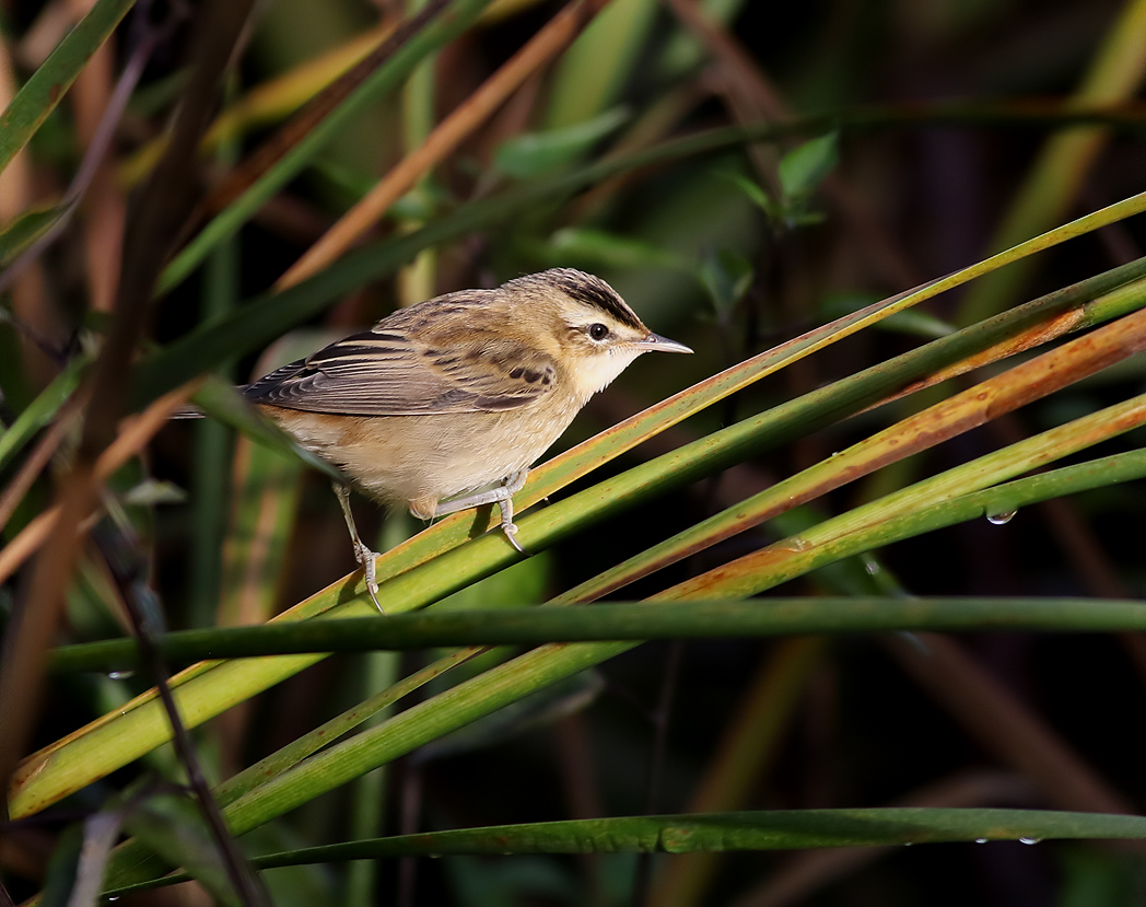 Svsngare<br> Sedge Warbler<br> Acrocephalus schoenobaenus