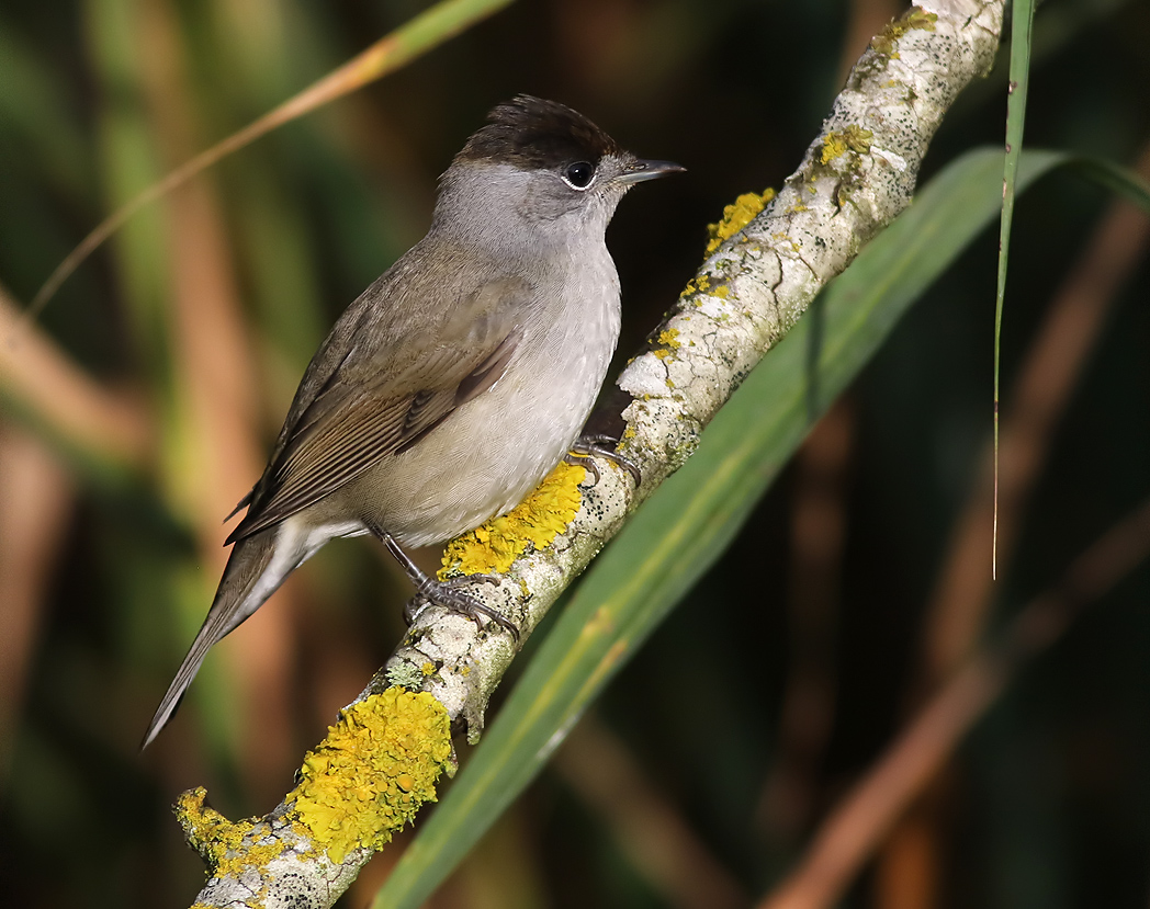 Svarthtta<br> Blackcap<br> Sylvia atricapilla