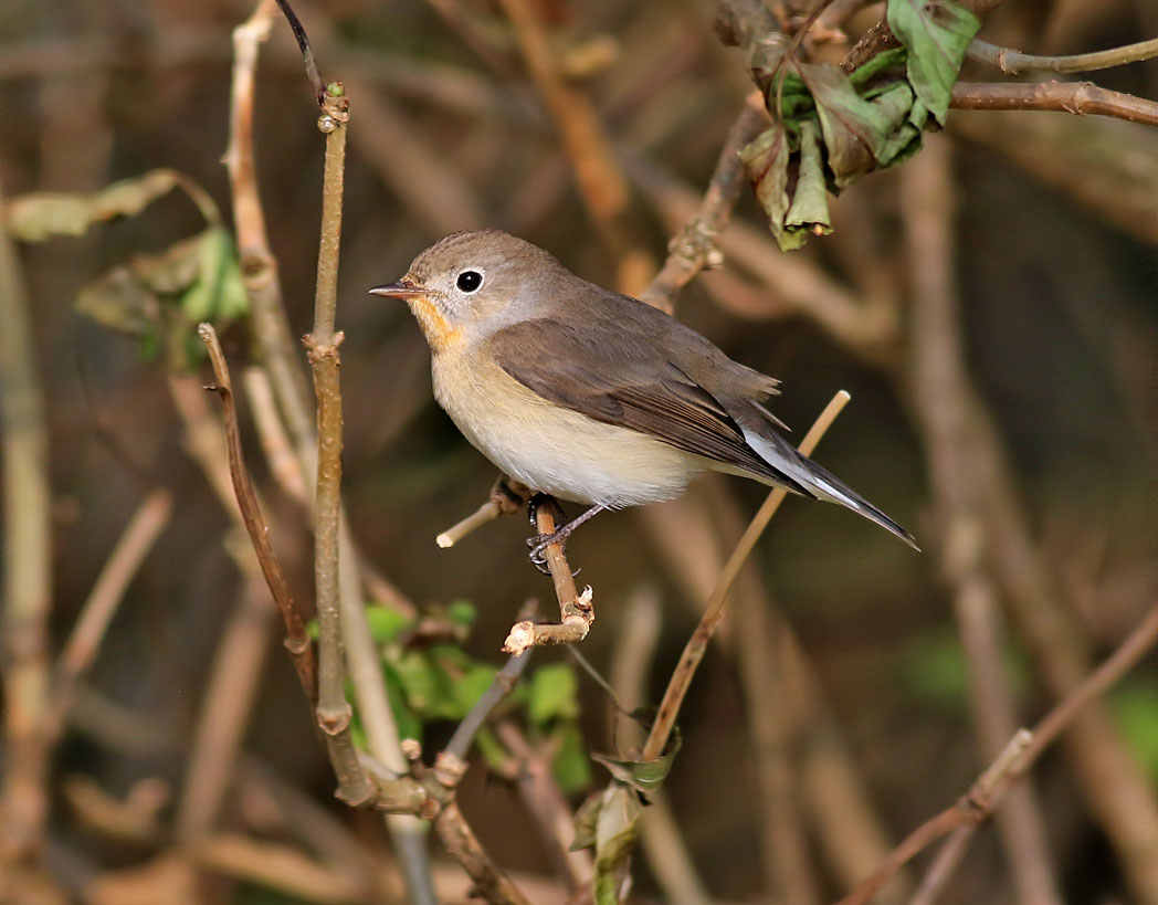 Mindre flugsnappare<br> Red-breasted Flycatcher <br> Ficedula parva