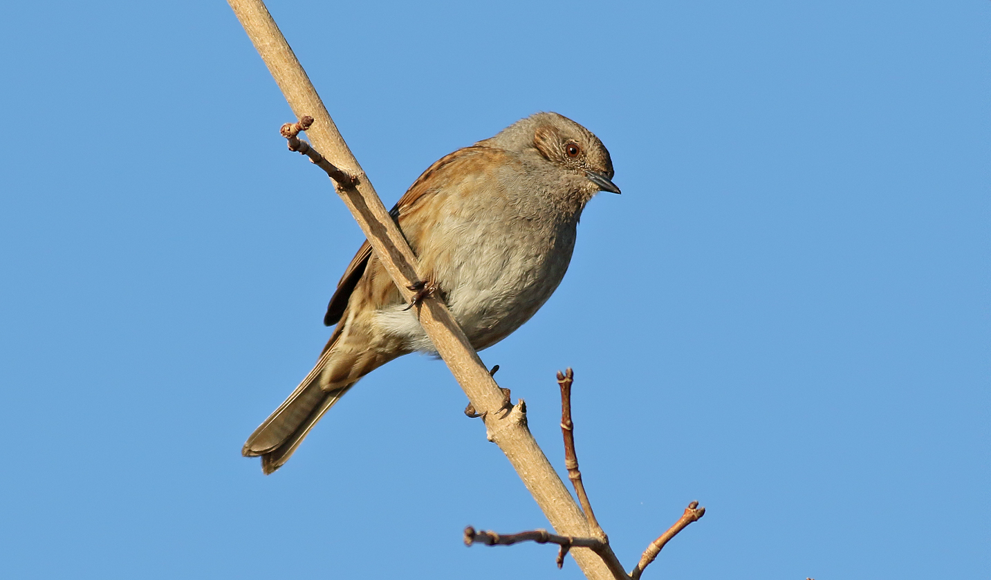 Jrnsparv <br> Prunella modularis <br> Dunnock