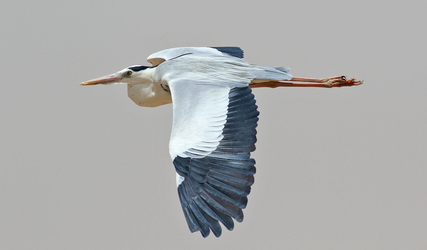 Grhger <br> Grey Heron<br> Ardea cinerea monicae