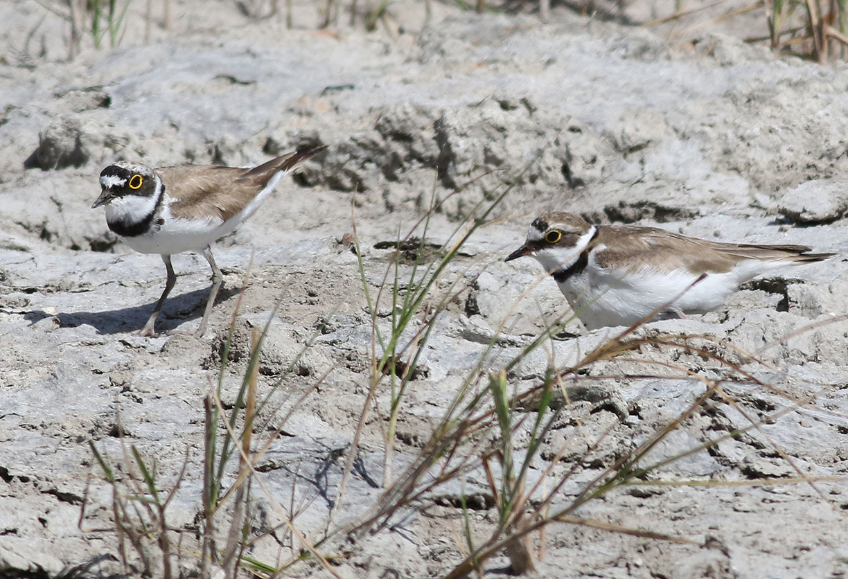 Mindre strandpipare <br> Little Ringed Plover <br> Charadrius dubius