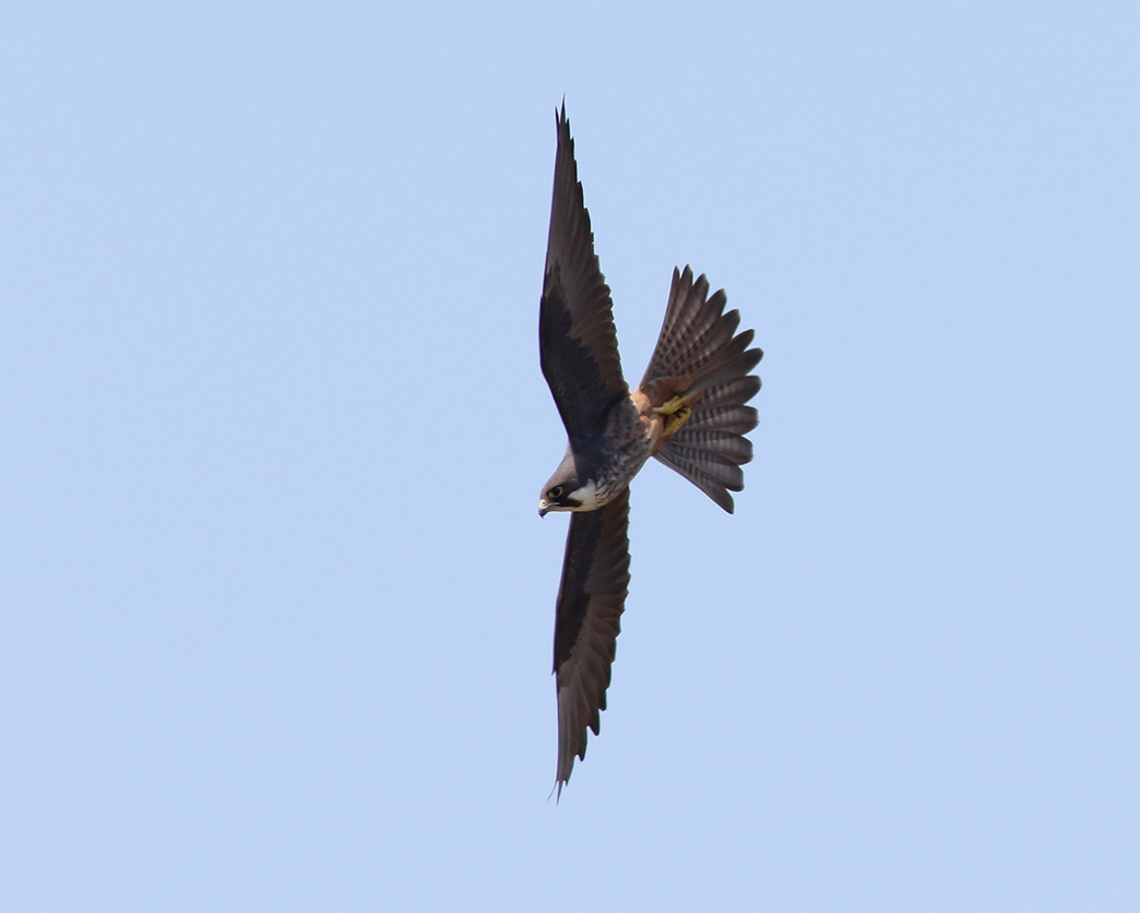 Eleonorafalk <br> Eleonora Falcon <br> Falco eleonorae
