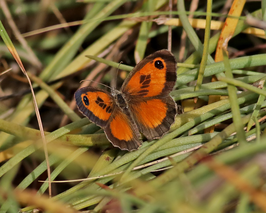 Southern Gatekeeper <br> Pyronia cecilia