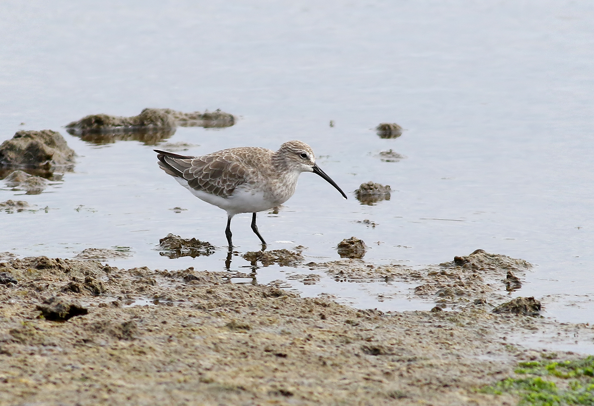 Spovsnppa<br> Curlew Sandpiper<br> Calidris ferruginea