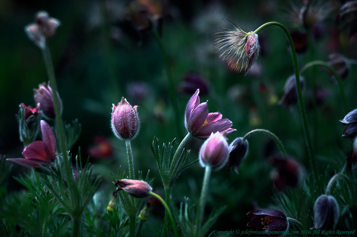 2017 - Edwards Garden - Toronto, Ontario - Canada