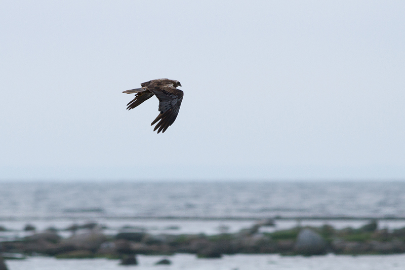 Western Marsh Harrier - Brun kärrhök