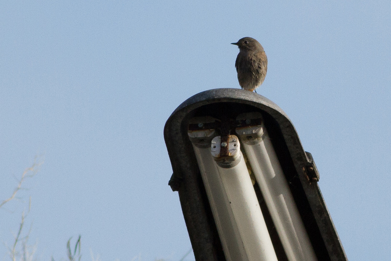 Black Redstart - Svart rödstjärt