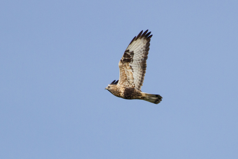 Rough-legged Buzzard - Fjällvråk
