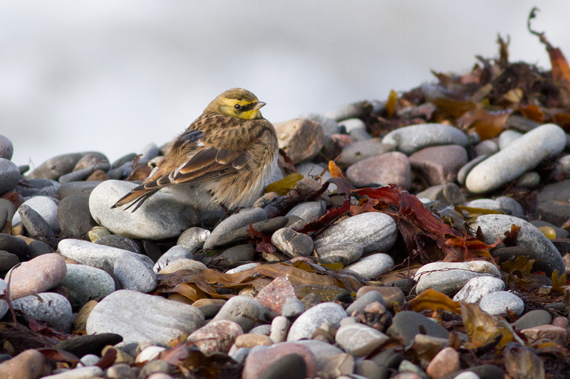 FAVOURITE BIRDS - Mina egna favoriter