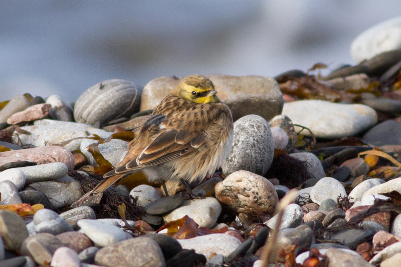 Horned Lark - Berglärka