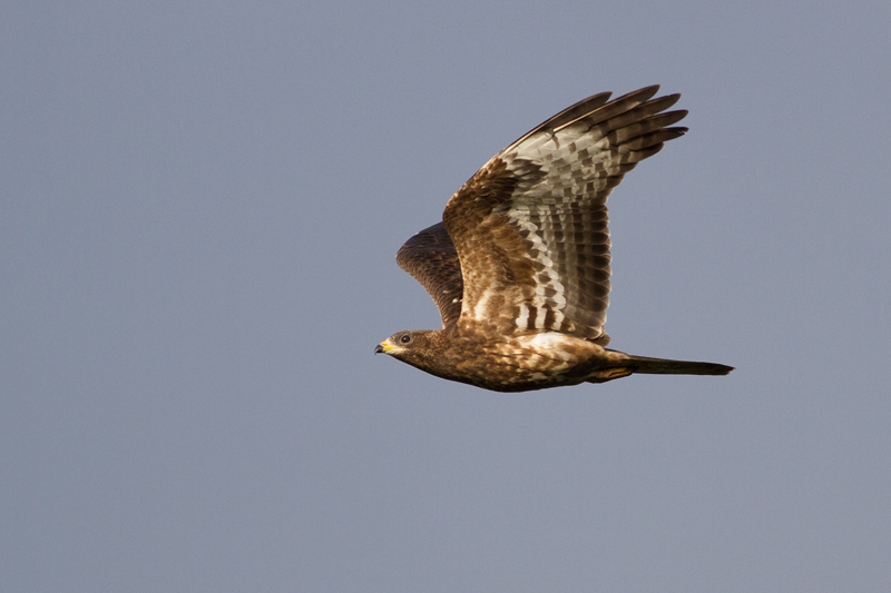 Honey Buzzard - Bivråk