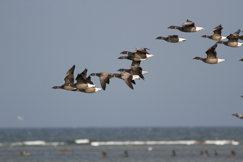 Brent Goose - Prutgås