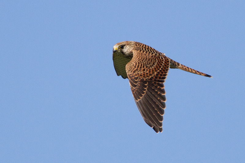 Common Kestrel - Tornfalk