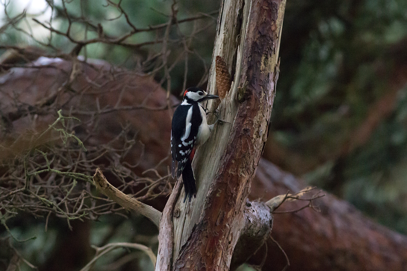Great Spotted Woodpecker - Större hackspett