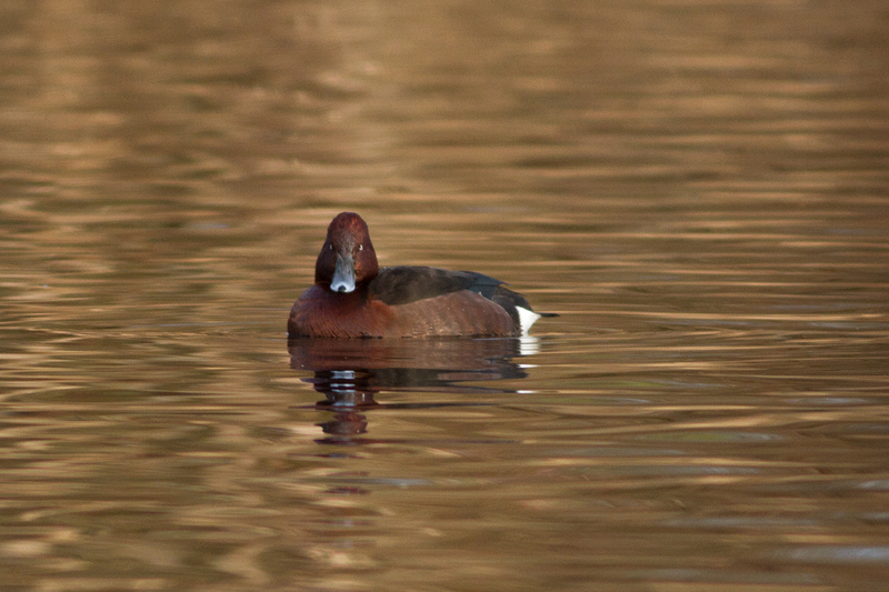 Ferruginous Duck - Vitögd dykand