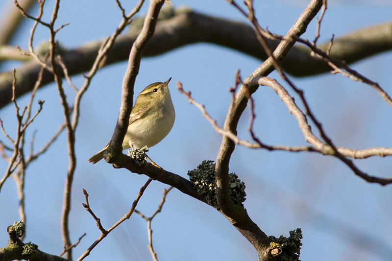Yellow-browed Warbler - Taigasångare